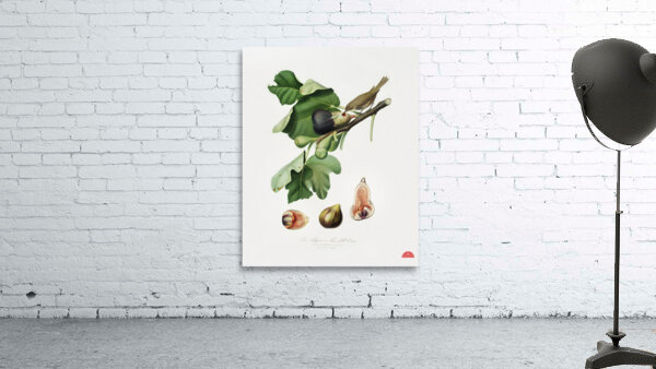 Fig Ficus carica sativa from Pomona Italiana 1817 - 1839 by Giorgio Gallesio 1772-1839.  Wall Preview