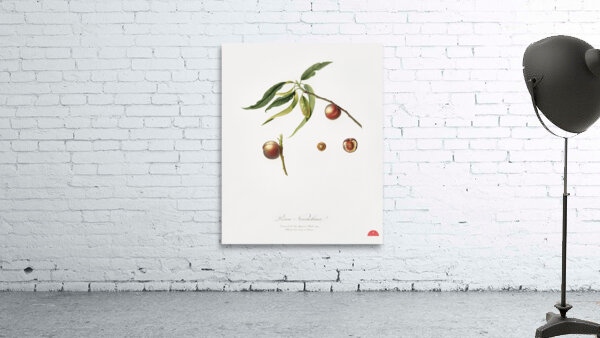 Peach Prunus persica from Pomona Italiana 1817 - 1839 by Giorgio Gallesio 1772-1839.  Wall Preview