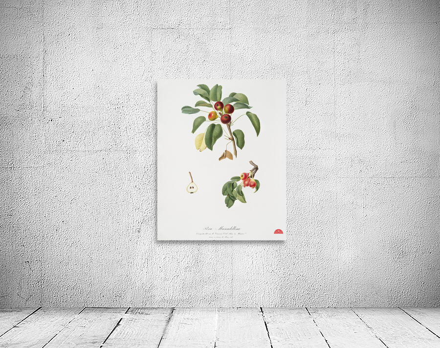 Musky pear Pyrus sativa from Pomona Italiana 1817 - 1839 by Giorgio Gallesio 1772-1839.  Wall Preview