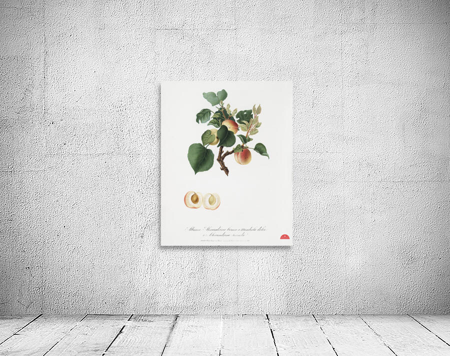 Apricot Alessandrina seconda from Pomona Italiana 1817 - 1839 by Giorgio Gallesio 1772-1839.  Wall Preview