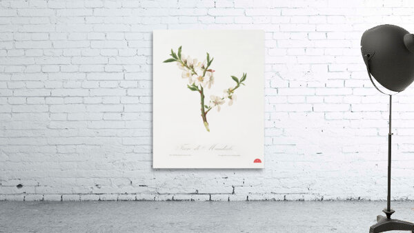 Almond tree flower Prunus dulcis from Pomona Italiana 1817 - 1839 by Giorgio Gallesio 1772-1839.  Wall Preview