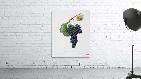 Grape Spanna Vitis vinifera Pedemontana from Pomona Italiana 1817 - 1839 by Giorgio Gallesio 1772-1839.  Wall Preview