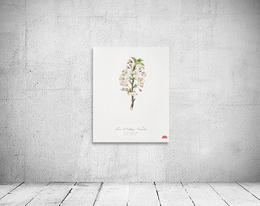 Pear tree flowers Pyrus calleryana from Pomona Italiana 1817 - 1839 by Giorgio Gallesio 1772-1839.  Wall Preview