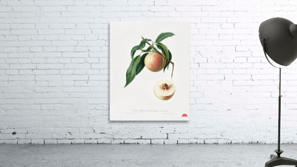 Peach Persica julodermis from Pomona Italiana 1817 - 1839 by Giorgio Gallesio 1772-1839.  Wall Preview