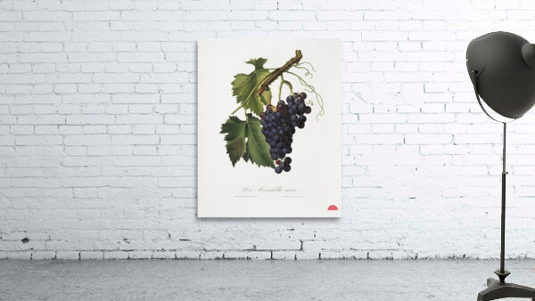 Black grape Vitis vinifera from Pomona Italiana 1817 - 1839 by Giorgio Gallesio 1772-1839.  Wall Preview