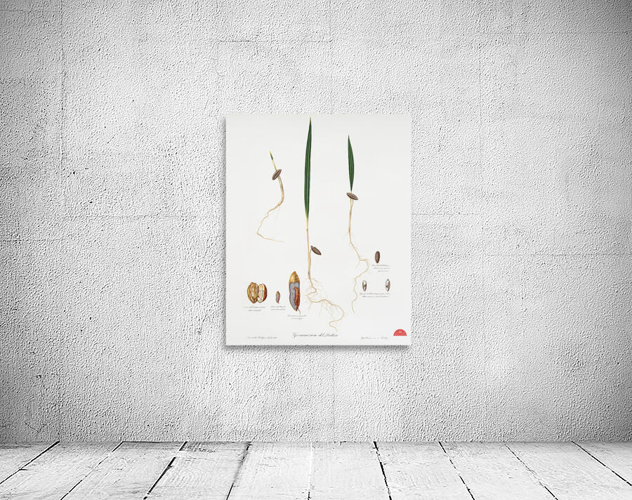 Date Palm Phoenix dactylifera from Pomona Italiana 1817 - 1839 by Giorgio Gallesio 1772-1839.  Wall Preview