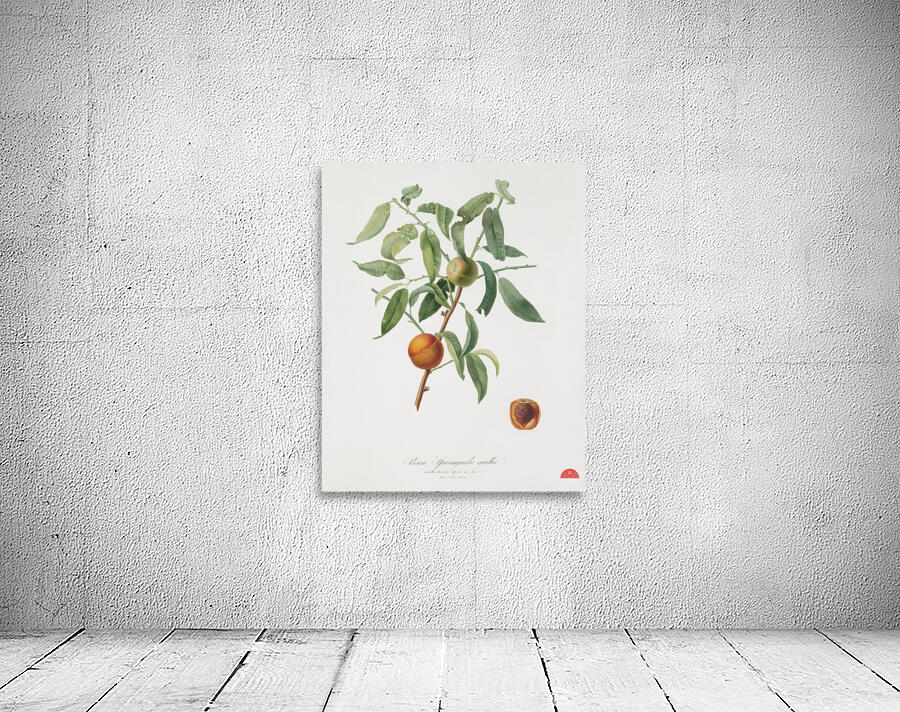 Peach Amygdalus persica iulodermis from Pomona Italiana 1817 - 1839 by Giorgio Gallesio 1772-1839.  Wall Preview