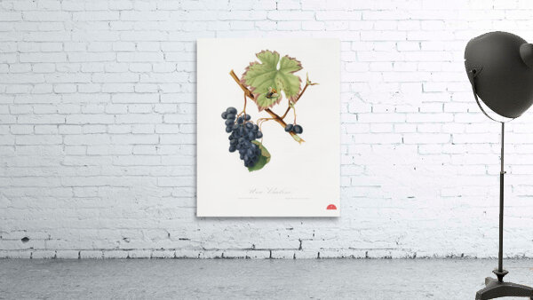 Peach Amygdalus persica iulodermis from Pomona Italiana 1817 - 1839 by Giorgio Gallesio 1772-1839.  Wall Preview