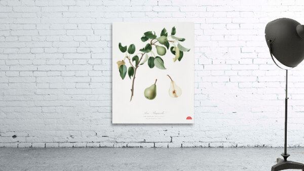 Pear Pyrus mendax from Pomona Italiana 1817 - 1839 by Giorgio Gallesio 1772-1839.  Wall Preview