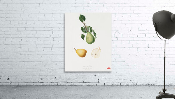 Winter citron Pyrus virgolata from Pomona Italiana 1817 - 1839 by Giorgio Gallesio 1772-1839.  Wall Preview