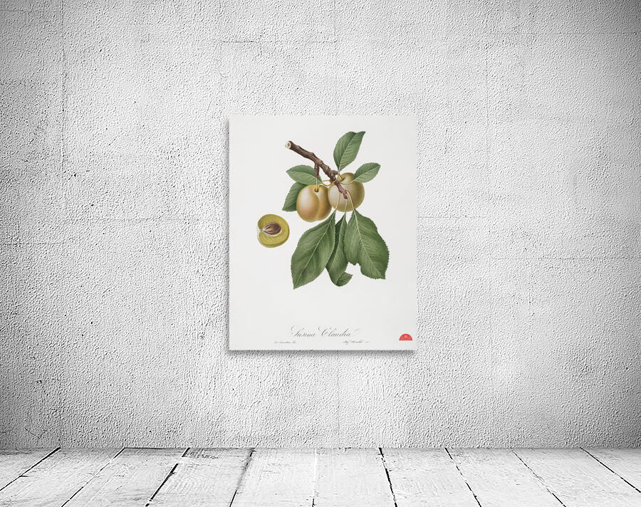 Winter citron Pyrus virgolata from Pomona Italiana 1817 - 1839 by Giorgio Gallesio 1772-1839.  Wall Preview