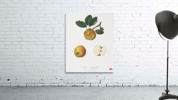 Apple Malus carpendolo from Pomona Italiana 1817 - 1839 by Giorgio Gallesio 1772-1839.  Wall Preview