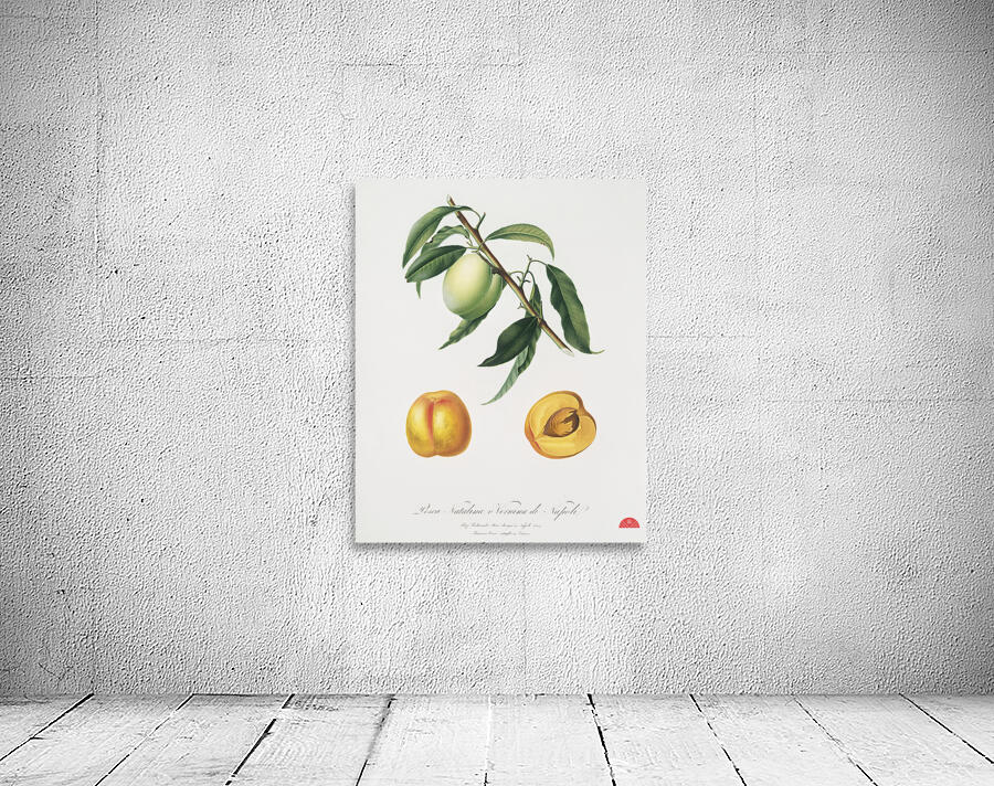 Apricot Pesca Natalina from Pomona Italiana 1817 - 1839 by Giorgio Gallesio 1772-1839.  Wall Preview