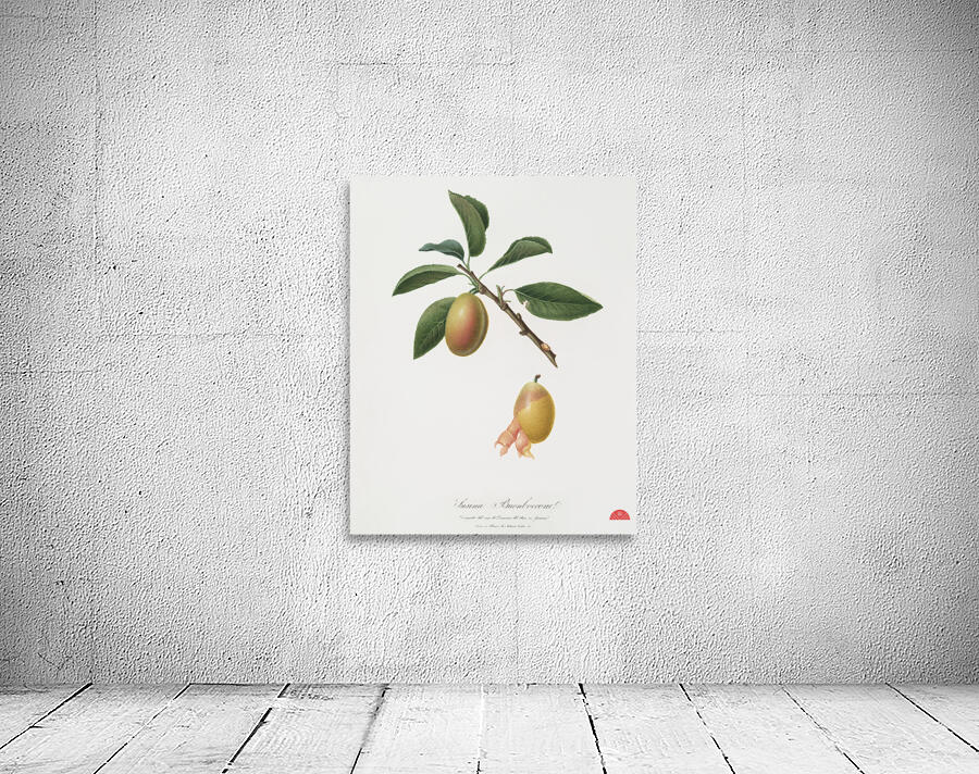 Armenian plum Prunus armeniaca from Pomona Italiana 1817 - 1839 by Giorgio Gallesio 1772-1839.  Wall Preview