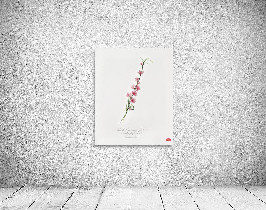 Peach blossoms Prunus persica from Pomona Italiana 1817 - 1839 by Giorgio Gallesio 1772-1839.  Wall Preview
