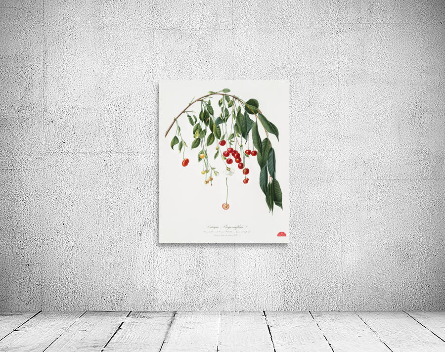 Visciola Cherries Cerasus visciola from Pomona Italiana 1817 - 1839 by Giorgio Gallesio 1772-1839.  Wall Preview