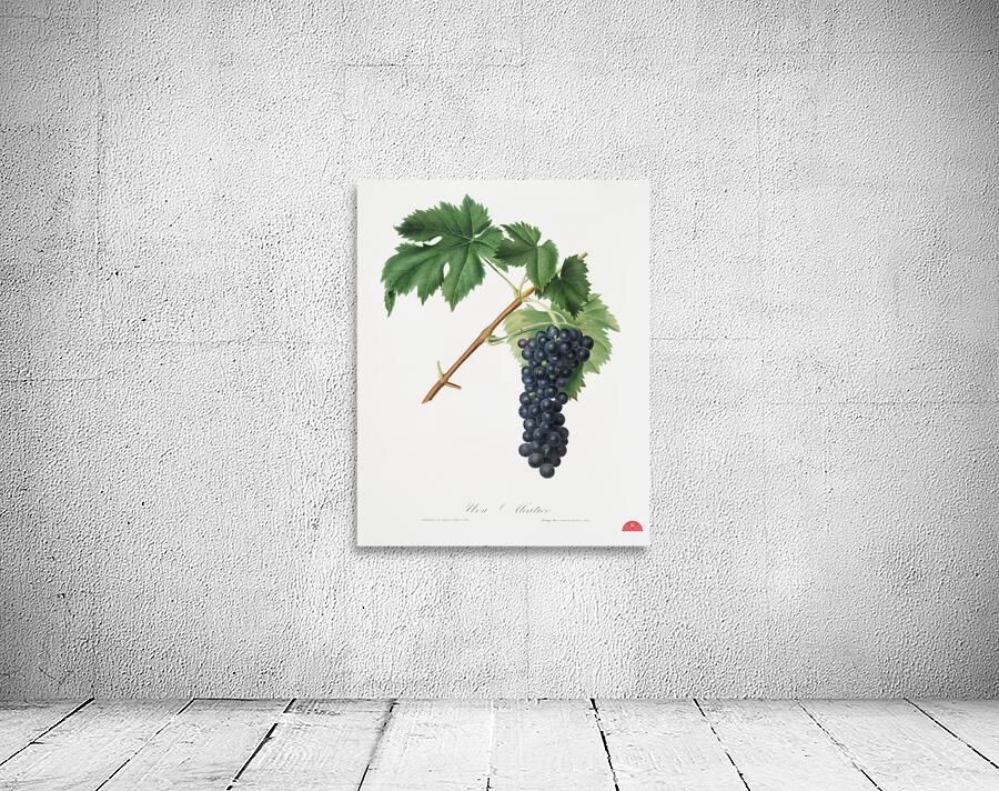 Black Aleatico grape Vitis vinifera from Pomona Italiana 1817 - 1839 by Giorgio Gallesio 1772-1839.  Wall Preview