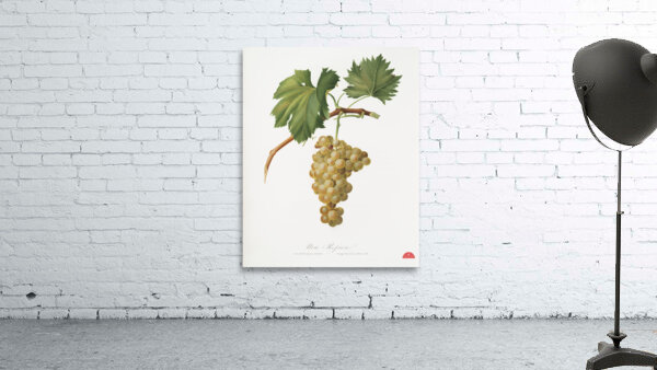 Grape vine Vitis vinifera Niciensis from Pomona Italiana 1817 - 1839 by Giorgio Gallesio 1772-1839.  Wall Preview