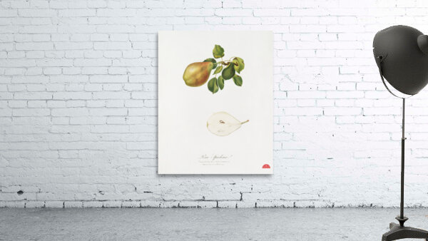 Pear Pyrus Spaddonia from Pomona Italiana 1817 - 1839 by Giorgio Gallesio 1772-1839.  Wall Preview