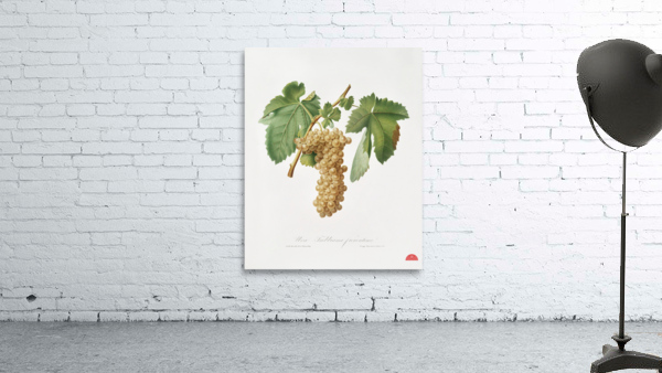 Trebbiano grapes Vitis vinifera Trebulana Florentina from Pomona Italiana 1817 - 1839 by Giorgio Gallesio 1772-1839.  Wall Preview