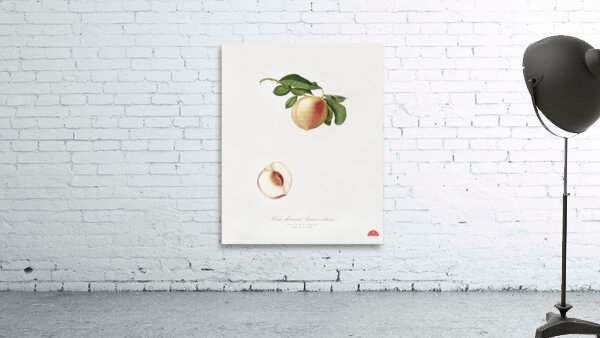 Peach Persica julodermis from Pomona Italiana 1817 - 1839 by Giorgio Gallesio 1772-1839.  Wall Preview
