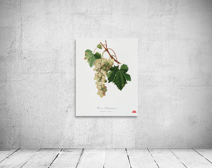 Muscat grape Vitis vinifera Moscata from Pomona Italiana 1817 - 1839 by Giorgio Gallesio 1772-1839.  Wall Preview