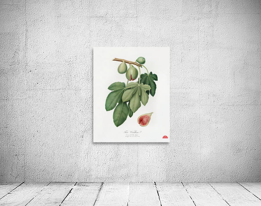 Fig Ficus carica from Pomona Italiana 1817 - 1839 by Giorgio Gallesio 1772-1839.  Wall Preview