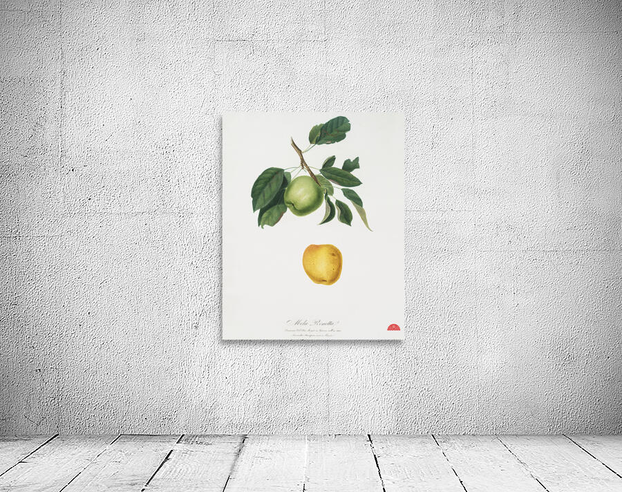 Apple Malus pumila from Pomona Italiana 1817 - 1839 by Giorgio Gallesio 1772-1839.  Wall Preview
