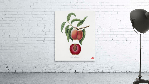 Carrot Peach Persica carota from Pomona Italiana 1817 - 1839 by Giorgio Gallesio 1772-1839.  Wall Preview