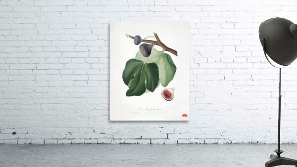 Black Fig Ficus carica from Pomona Italiana 1817 - 1839 by Giorgio Gallesio 1772-1839.  Wall Preview