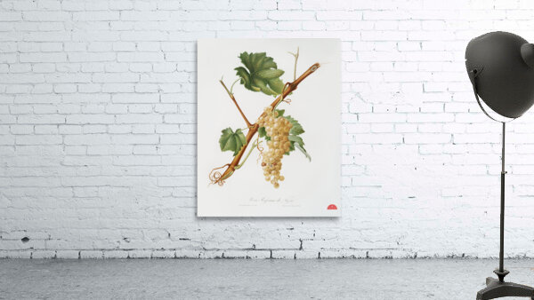 Vermentino grapes Vitis ligustica feracissima from Pomona Italiana 1817 - 1839 by Giorgio Gallesio 1772-1839.  Wall Preview