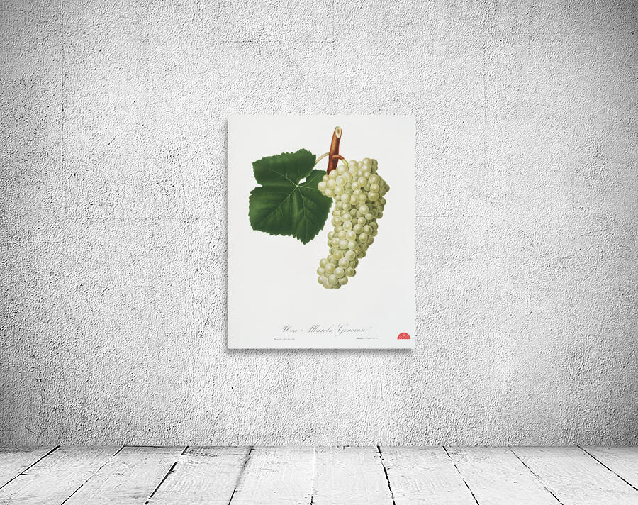 White Grape Vitis vinifera genuensis from Pomona Italiana 1817 - 1839 by Giorgio Gallesio 1772-1839.  Wall Preview