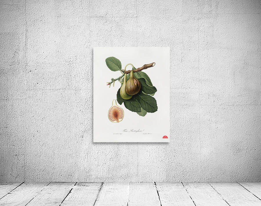 Fig Ficus carica from Pomona Italiana 1817 - 1839 by Giorgio Gallesio 1772-1839.  Wall Preview