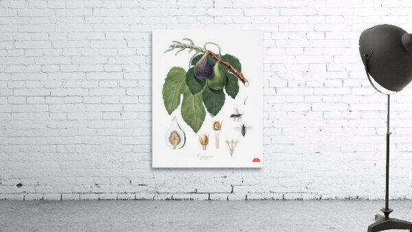 Cherry Cerasus Duracina from Pomona Italiana 1817 - 1839 by Giorgio Gallesio 1772-1839.  Wall Preview