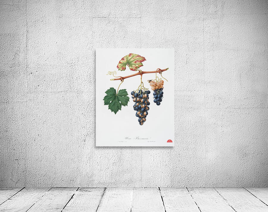 Summer grape Vites vinifera bicolor from Pomona Italiana 1817 - 1839 by Giorgio Gallesio 1772-1839.  Wall Preview