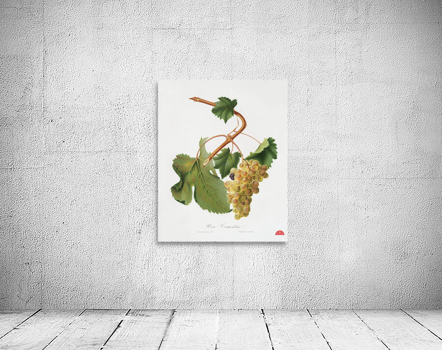 Vermentino grapes Vitis ligustica feracissima from Pomona Italiana 1817 - 1839 by Giorgio Gallesio 1772-1839.  Wall Preview