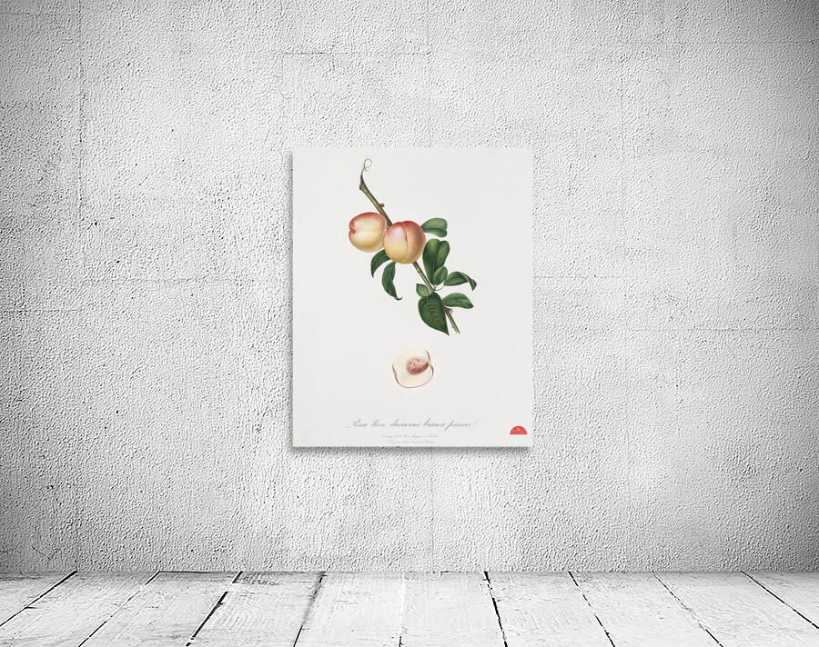 White walnut Persica psillidermis from Pomona Italiana 1817 - 1839 by Giorgio Gallesio 1772-1839.  Wall Preview