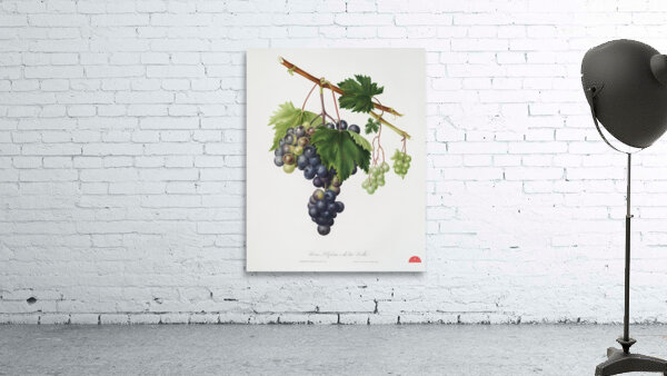 Grape from Ischia Viti vinifera vegetatione insana from Pomona Italiana 1817 - 1839 by Giorgio Gallesio 1772-1839.  Wall Preview