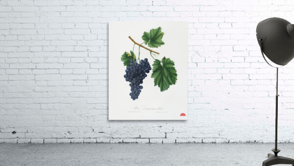 Lacrima grapes Vitis vinifera Vallisarnensis from Pomona Italiana 1817 - 1839 by Giorgio Gallesio 1772-1839.  Wall Preview