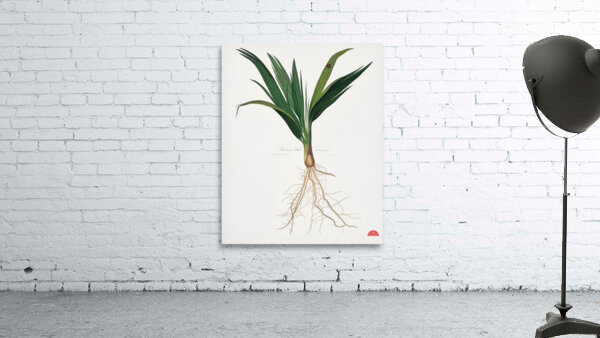 Date Palm Tree Phoenix dactylifera from Pomona Italiana 1817 - 1839 by Giorgio Gallesio 1772-1839.  Wall Preview