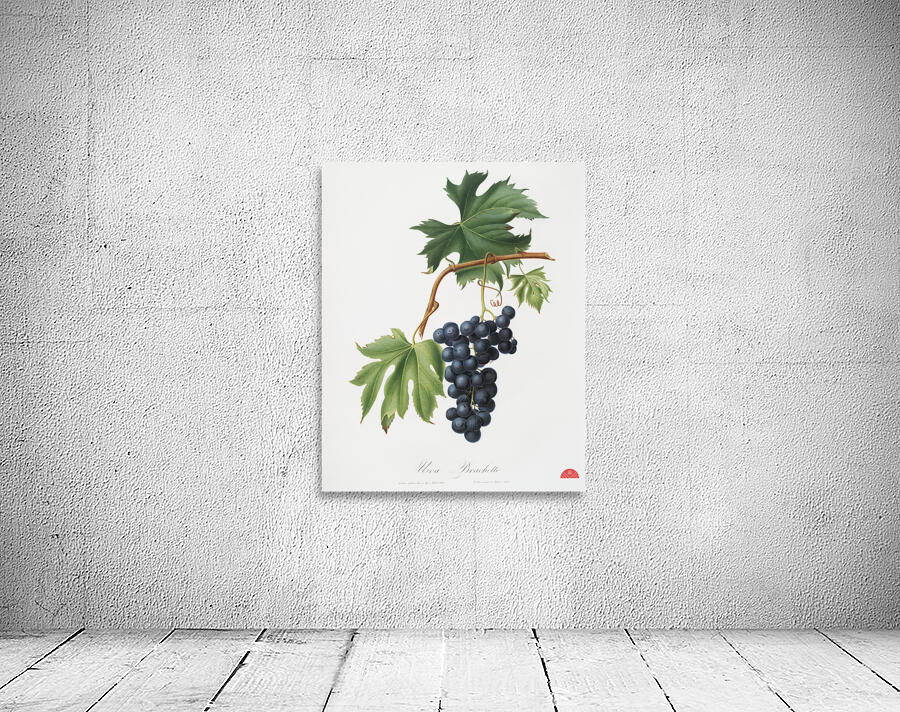Brachetto grape Vitis vinifera niceaensis from Pomona Italiana 1817 - 1839 by Giorgio Gallesio 1772-1839.  Wall Preview