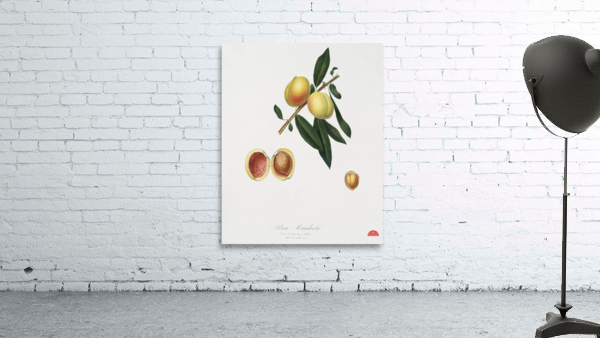 Peach Persica amygdalus from Pomona Italiana 1817 - 1839 by Giorgio Gallesio 1772-1839.  Wall Preview