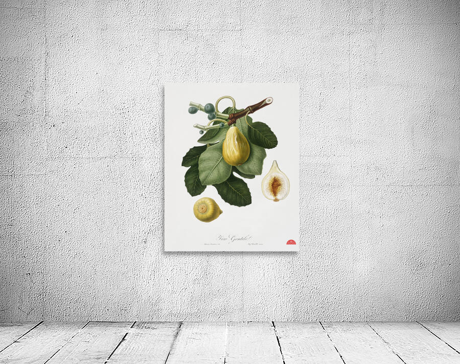 Common Fig Ficus carica sativa from Pomona Italiana 1817 - 1839 by Giorgio Gallesio 1772-1839.  Wall Preview