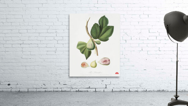 Fig Ficus carica bifera from Pomona Italiana 1817 - 1839 by Giorgio Gallesio 1772-1839.  Wall Preview