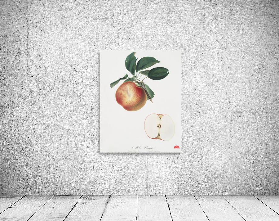 Apple Malus domestica from Pomona Italiana 1817 - 1839 by Giorgio Gallesio 1772-1839.  Wall Preview
