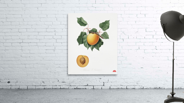 Apple Malus domestica from Pomona Italiana 1817 - 1839 by Giorgio Gallesio 1772-1839.  Wall Preview