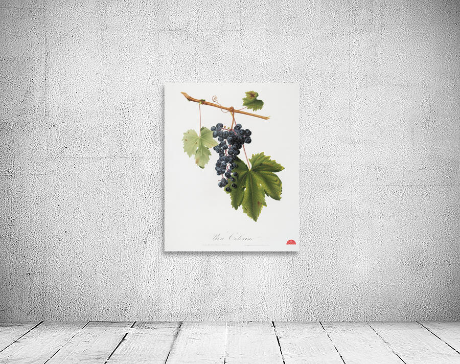 Grape Colorino Vitis vinifera auxiliaria  from Pomona Italiana 1817 - 1839 by Giorgio Gallesio 1772-1839.  Wall Preview