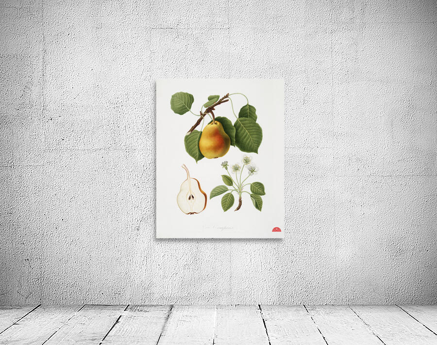 Pear Pyrus Pompeiana from Pomona Italiana 1817 - 1839 by Giorgio Gallesio 1772-1839.  Wall Preview