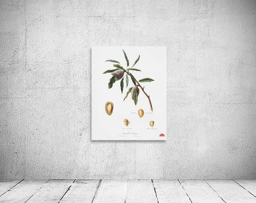 Almond Guscio tenero from Pomona Italiana 1817 - 1839 by Giorgio Gallesio 1772-1839.  Wall Preview