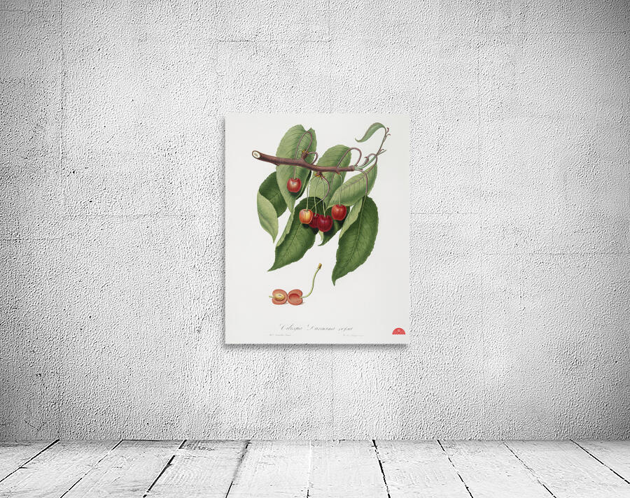 Cherry Cerasus cordiformis duracina from Pomona Italiana 1817 - 1839 by Giorgio Gallesio 1772-1839.  Wall Preview